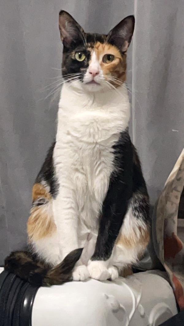 /Images/uploads/Friends of Seal Beach Animal Care Center/2025sbacc/entries/32039thumb.jpg